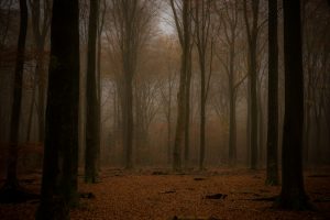 Veluwe dansende bomenbos