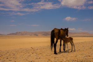 Namibië