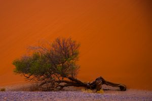 Namibië Sossusvlei
