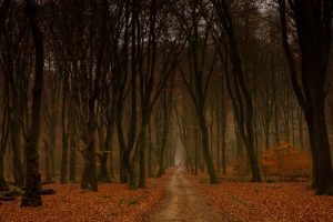 Veluwe dansende bomenbos